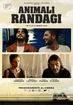 Animali randagi